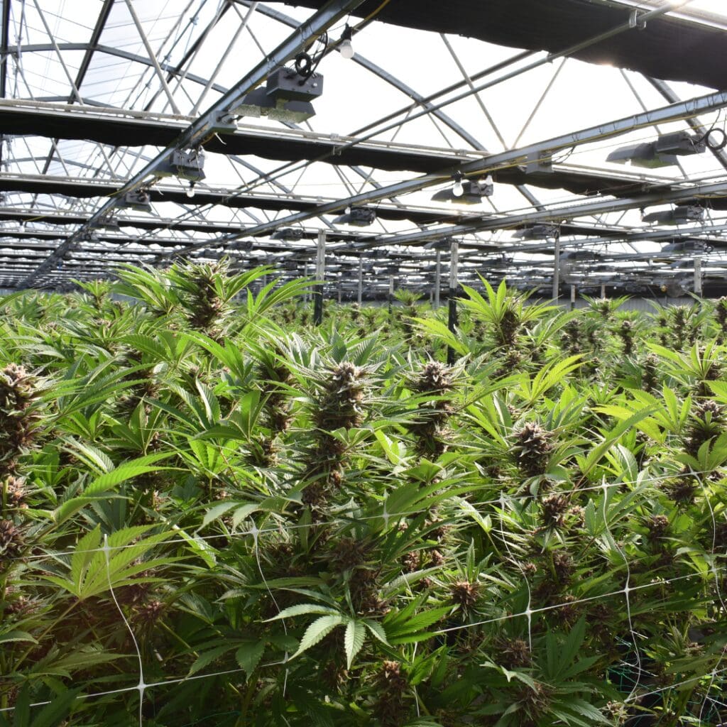 Honolulu_conference_cannabis