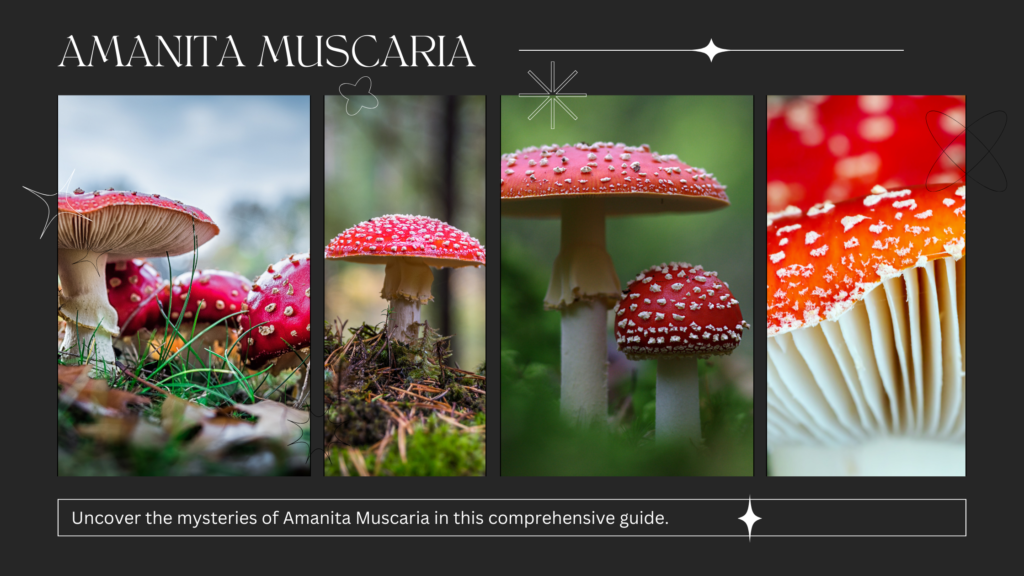 amanita-muscaria