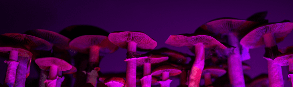 hallucinogenic-properties